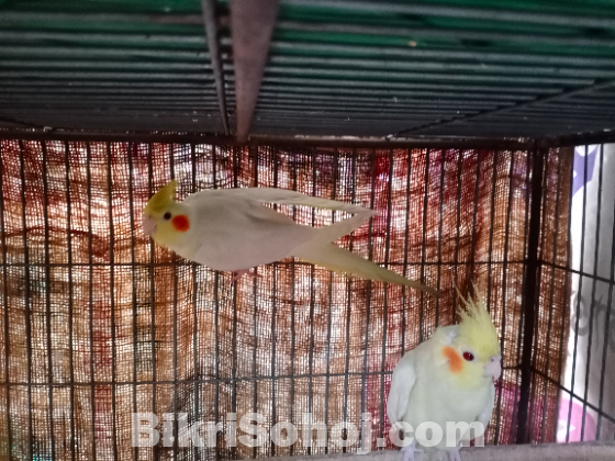 কোকাটেল পাখি